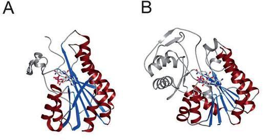 TOPOLOGY%R%topologija%(družina% zvitja)% HOMOLOGY%R%homologna% superdružina%(združuje%proteinske% domene)% nivoji%cat(h)% 6.b.