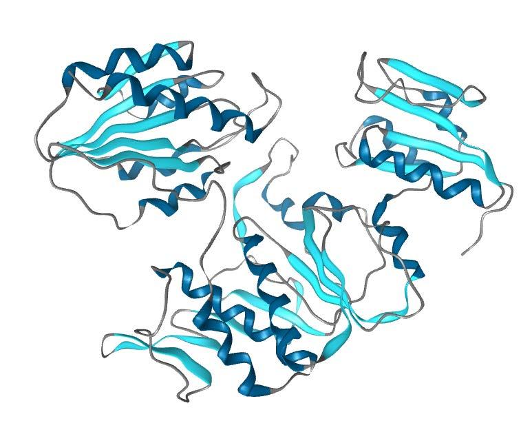 VIZUALIZACIJA BIOMAKROMOLEKUL (1) Vizualizacija vseh atomov strukture bioloških makromolekul (predvsem proteinov) ni pregledna in informativna.