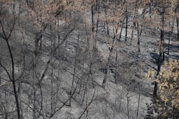 Εικόνα 8: Προσπάθειες πυροσβεστικών σωμάτων να κατασβέσουν