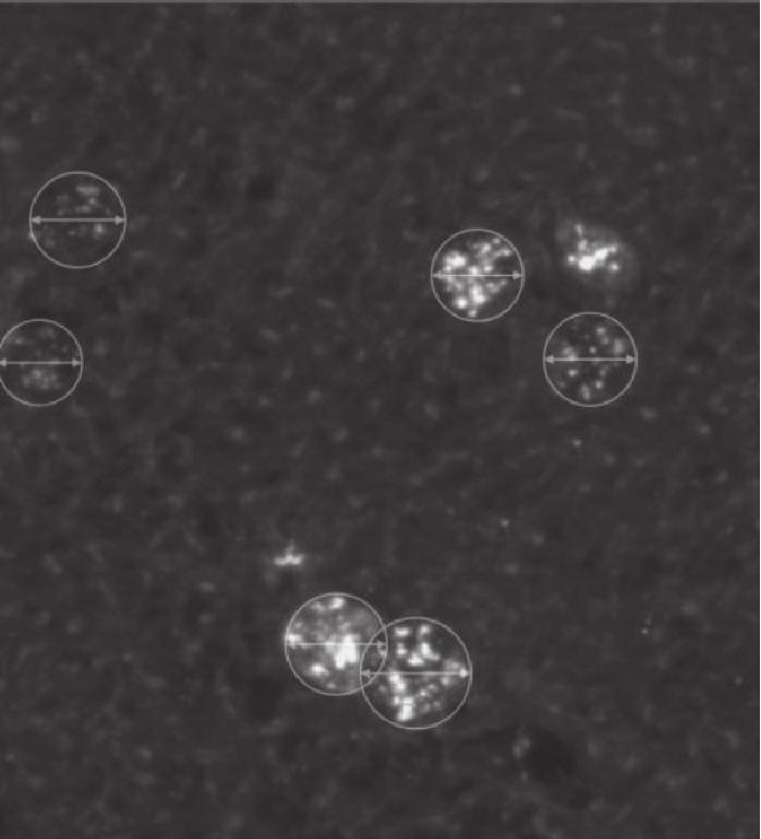 Š Î É Ò ² μ± ², ÎÉμ Ê μ Ó γh2ax/53bp1 Ëμ±Ê μ É Ö μ ³ ³ ± 24 Î μ É É Ö ³ ² Ö Î ÉÓ ±² ÉμÎ ÒÌ Ö, μ Ð Ö 1Ä2 ±μ²μ± ² μ ÒÌ ˆ ±² É±Ê (. 4, ).
