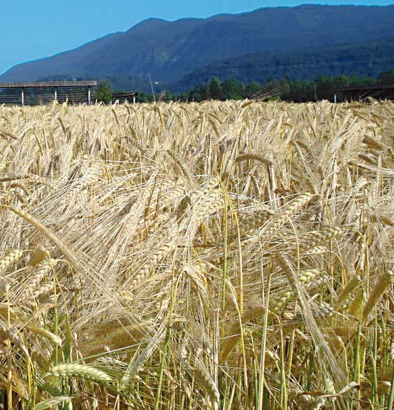 Izdalo: Ministrstvo za kmetijstvo, gozdarstvo in prehrano Dunajska 22, 1000 Ljubljana Zastopa: mag.