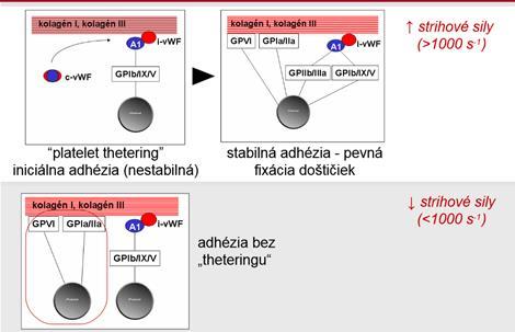 Adhézia trombocytov interakcia trombocyt kolagén je sprostredkovaná von Willebrandovým faktorom (vwf) a trombocytárnym