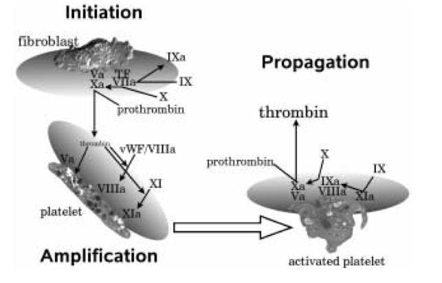 Súčasný bunkový model koagulácie ( cell based model ) ako proces riadený nielen hladinou a