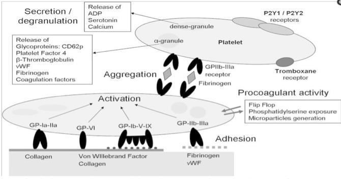 Trombocyty: A/ tvorba primárnej krvnej zátky B/ prokoagulačná funkcia (poskytnutie povrchov - fosfolipidov pre priebeh koagulačných dejov: väzba vit K závislých F II, VII, IX, X