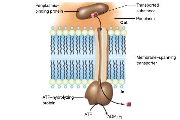 ABC transportni sistemi pri G- bakterijah ABC je akronim za ATPbinding cassette in je sestavljen iz 3 delov.