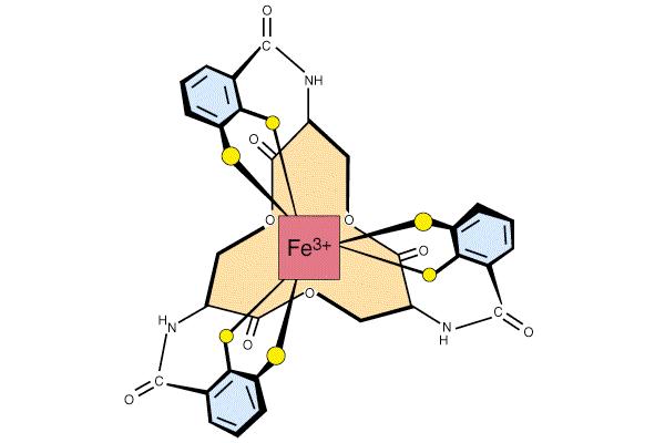 Transport železa, železo-kelirajoč agensi (hidroksamat) hidrokamat Fe 3+ Fe 3+ - hidrokamat