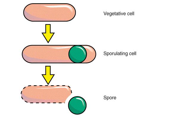 Spore in