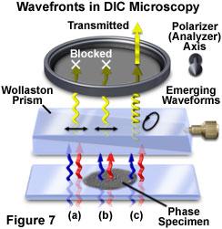 DIC (differential