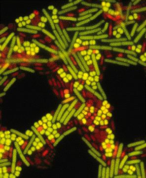 mrtve celice modre Micrococcus luteus in