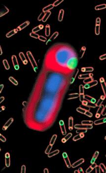 Fluorofori za določanje spor membrane