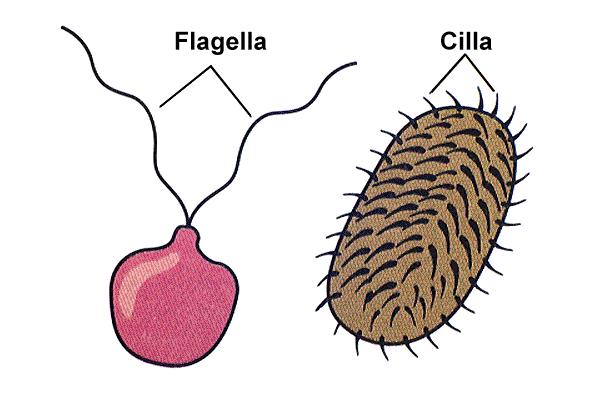 Flagele - bički peritrihne flagele polarne flagele lopotrihne flagele