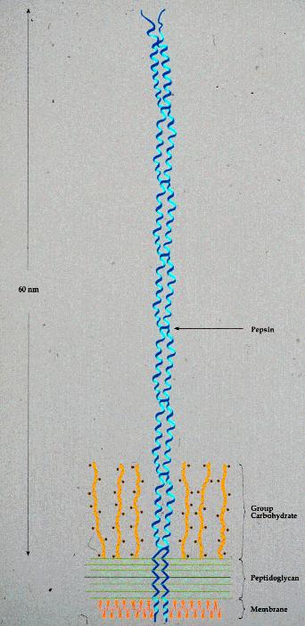 M - protein streptokokov A štrli do 60 nm izven membrane.