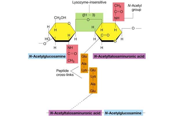 Pseudopeptidoglikan (arheje) Bistvena razlika med bakterijskim in arhejskim peptidoglikanom je: N-acetiltalosaminuronska kislina namesto N-acetilmuramične