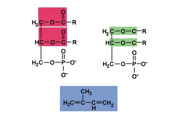 Kemijske vezi, ki jih najdemo pri lipidih etrske vezi samo pri arhejah