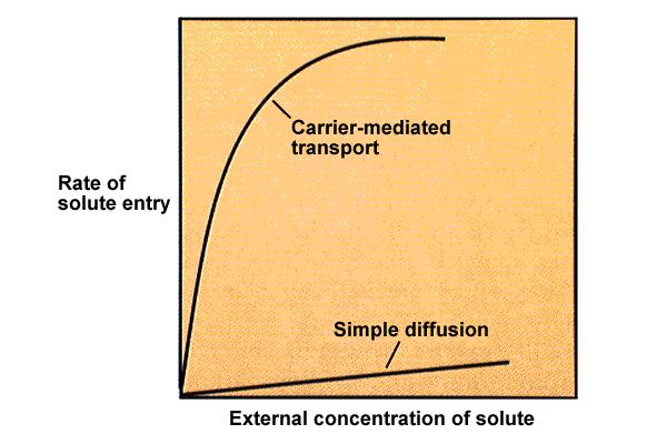 Kinetika transporta topljencev skozi membrano Z difuzijo poteka transport počasi.