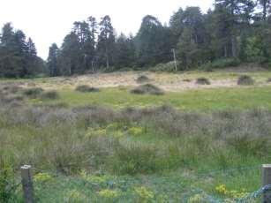 , Cyprus), both located at altitudes of 1600 m approximately, within the Pinus nigra ssp. pallasiana zone.