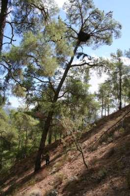 Iezekiel S. Fauna selected nesting tree.