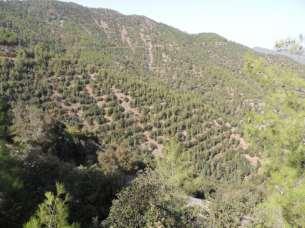 Eliades et al. Conservation biology CONSERVATION OF THE PRIORITY HABITAT TYPE 9590* FOREST WITH Cedrus brevifolia (Cedrosetum brevifoliae) UNDER THE FRAME OF INTEGRATED SUSTAINABLE MANAGEMENT.