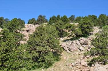 Andreou M. et al. Conservation biology IMPROVING THE CONSERVATION STATUS OF THE PRIORITY HABITAT TYPE 9560* (ENDEMIC FORESTS WITH Juniperus spp.