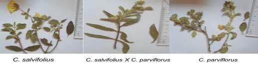 Michael et al. Forest genetics DYNAMICS OF NATURAL HYBRIDIZATION BETWEEN Cistus SPECIES IN CYPRUS Aggelos Michael 1, Frank Frankopoulos 1, Andreas Christou 2, F.A. (Philip) Arravanopoulos 1 1 Department of Forestry and Natural Environment, Aristotle University of Thessaloniki, Greece.