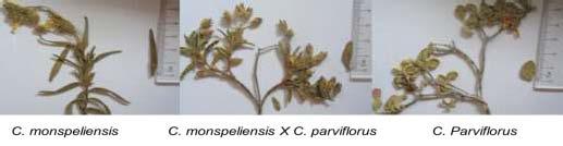 gr] Natural hybridization and populations dynamics of Cistus species in Cyprus were studied in: (a) Cistus monspeliensis, (b) Cistus parviflorus and (c) Cistus salvifolius.