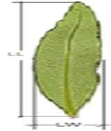 Michael et al. Forest genetics pose a risk in relation to the perpetuation of the parental species. However, their occurrence differed. salvifolius x C.