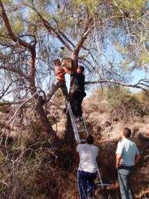 Dimitrakopoulos et al. Fauna LIFE-FORBIRDS: Improving lowland forest habitats for birds in Cyprus.
