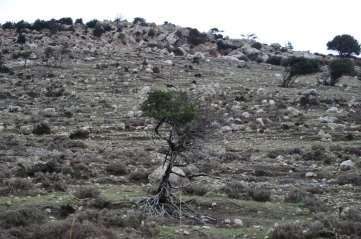 Eliades et al. Grazing capacity Stocking rate Akamas (54,953 saum) is higher (particularly in certain locations) than the grazing capacity (equally to 4.490 livestock).