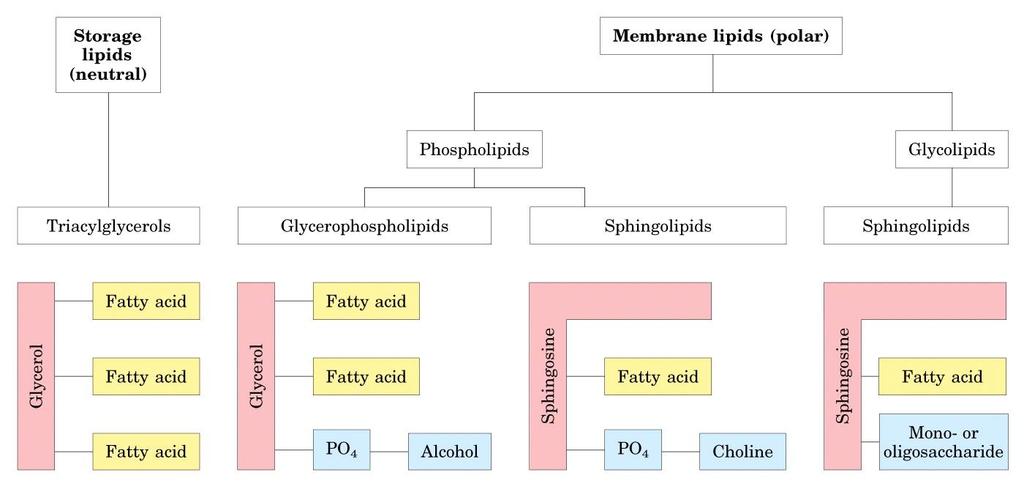 Además de los citados, existen otros lípidos que contienen ácidos grasos y