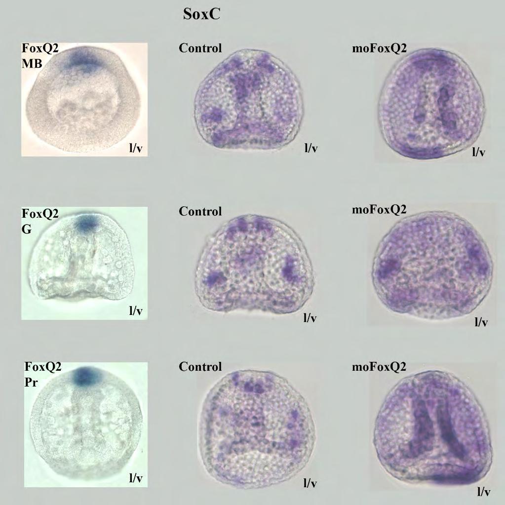 Έκφραση του SoxC σε έμβρυα που έχει κατασταλεί ο FoxQ2 Εικόνα 59: In situ υβριδοποίηση για την έκφραση του SoxC σε έμβρυα ενεμένα με mofoxq2. Η κάθε σειρά εμβρύων αποτελεί μία βιολογική επανάληψη.