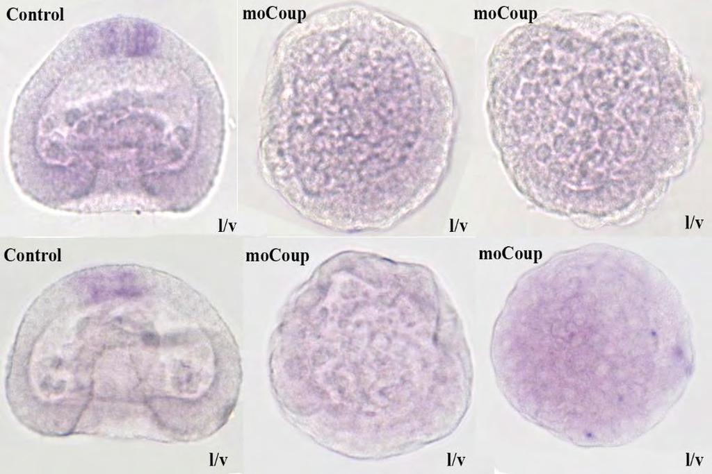 των ραχιαίων ορίων του ΑΝΕ, κάτι το οποίο δεν παρατηρείται στα έμβρυα ενεμένα με mocoup. Σε αυτά, η έκφραση του Hbn εξαλείφεται παντελώς.