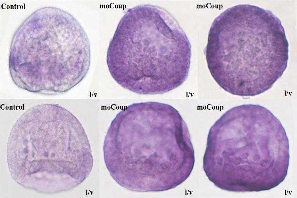 Sip1 Εικόνα 68: In situ υβριδοποίηση για την έκφραση του Sip1 σε έμβρυα ενεμένα με mocoup. Η κάθε σειρά εμβρύων αποτελεί μία βιολογική επανάληψη.
