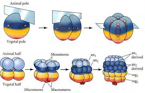 Εικόνα 4: Εμβρυογένεση του αχινού μέχρι το βλαστίδιο των 128 κυττάρων.
