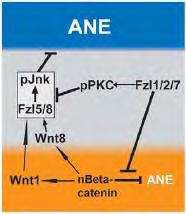 Εικόνα 12: Δράση του μη-κανονικού μονοπατιού Wnt/pPKC για τη προστασία του ΑΝΕ από σήματα περιορισμού της επικράτειάς του Μέχρι το στάδιο του μεσεγχυματικού βλαστιδίου, η επικράτεια του ΑΝΕ έχει