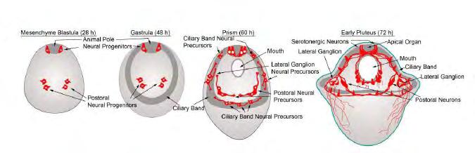σεροτονίνης και είναι υπεύθυνοι για τη κίνηση και την αίσθηση βλεφαρίδων σε μυϊκά κύτταρα του στόματος του πλουτέα, βοηθώντας στη σύλληψη τροφής [10].