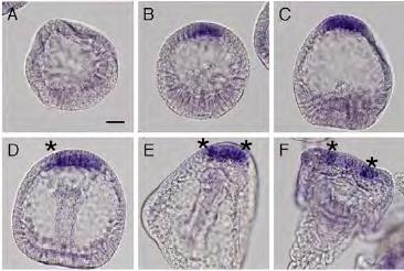 γαστριδίου. Από το όψιμο γαστρίδιο και μετά, η έκφραση του γίνεται ειδικότερη, και μάλιστα ισχυρά εντοπισμένη σε μεμονωμένα κύτταρα του ΑΝΕ (εικόνα 23).