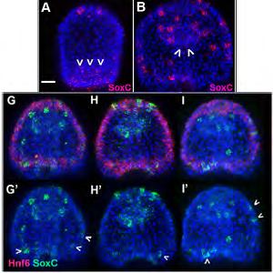 Εικόνα 26: (Α,Β) Έκφραση του SoxC στα στάδια του εκκολαπτόμενου βλαστιδίου και του γαστριδίου, (G-I ) Συνεντοπισμός του SoxC με κύτταρα της βλεφαριδωτής ζώνης, θετικά στο γονίδιο μάρτυρα της CB,