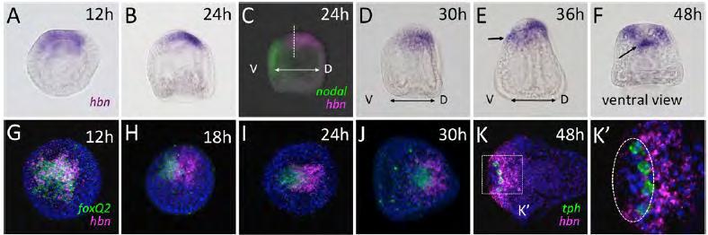 1.5.5) Hbn Ο μεταγραφικός παράγοντας Hbn ανήκει στην οικογένεια γονιδίων homeobrain-like (hbnl), που πρωτοαναγνωρίστηκε στη Drosophila και έπειτα, σε άλλους οργανισμούς συμπεριλαμβανομένου και του