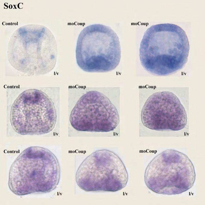 Εικόνα 57: In situ υβριδοποίηση για την έκφραση του SoxC σε έμβρυα ενεμένα με mocoup. Η κάθε σειρά εμβρύων αποτελεί μία βιολογική επανάληψη.