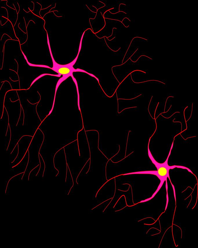 Biology Inspiration Neurons respond slowly 0-3 s compared to 0-9 s for electrical circuits The brain uses massively parallel computation»0 neurons in the brain»0 4 connections per neuron Dendrites