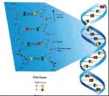 Ειδικότερα, το DNA είναι υπεύθυνο για τη μεταφορά της γενετικής πληροφορίας και καθοδηγεί τη διαδικασία παραγωγής πρωτεϊνών.