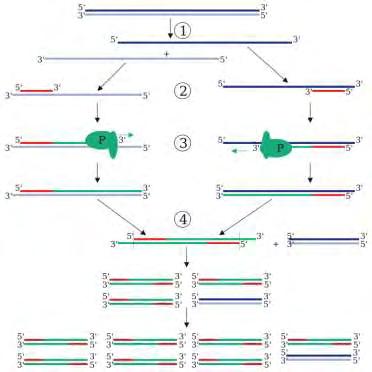 ένζυμο DNA πολυμεράση (Taq DNA polymerase), τριφωσφορικά δεοξυριβονουκλεοτίδια dntps, 10XPCR ρυθμιστικό διάλυμα, MgCl 2 50 mm και τα ζεύγη των εκκινητών.