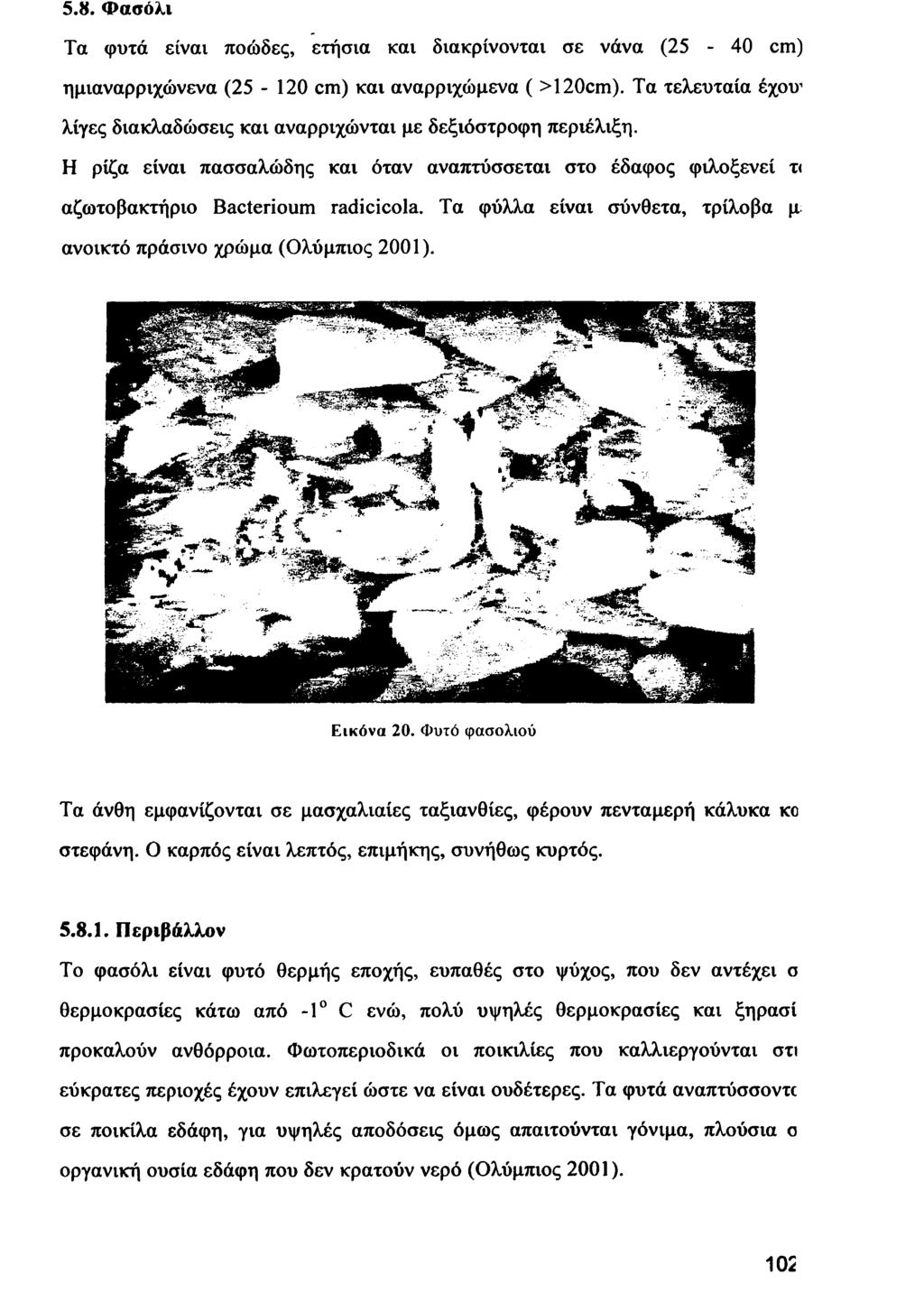 5.8. Φασόλι Τα φυτά είναι ποώδες, ετήσια και διακρίνονται σε νάνα (25-40 cm) ημιαναρριχώνενα (25-120 cm) και αναρριχώμενα ( >120cm ).