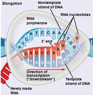 3) Επιμήκυνση Επιμήκυνση Κλώνος DNA Ριβονουκλεοτίδια Μετά από την επιτυχή έναρξη, με την προσθήκη μερικών νουκλεοτιδίων, ο παράγοντας σ δεν είναι πλέον απαραίτητος και αποδεσμεύται.
