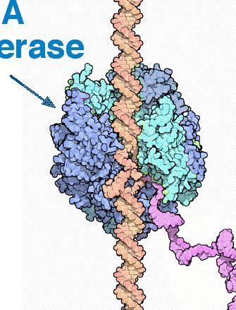 πληροφορίες αλληλουχίας RNA.