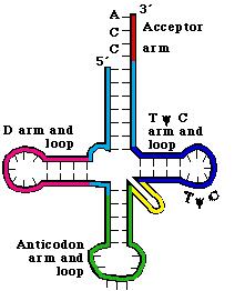 Eυκαρυωτικές RNA πολυμεράσες Μεταγραφή και σύνθεση του πρόδρομου μορίου τριών rrna RNA Pol I Μεταγραφή των πρόδρομων μορίων
