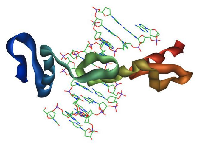 Μεταγραφικοί παράγοντες (Transcription Factors-TFs) Είναι ειδικές πρωτεΐνες που απαιτούνται για την έναρξη της μεταγραφής στους ευκαρυωτικούς οργανισμούς Οι παράγοντες αυτοί, μαζί με την RNA