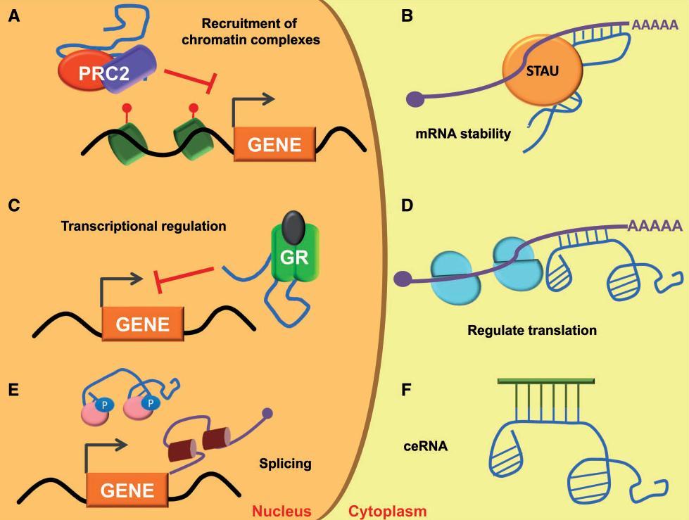 Μηχανισμοί δράσης των lncrnas Rodrıguez et.al. Brief. Functional Genomics (2015) A. Επιγενετική αποσιώπηση με τη στρατολόγηση συμπλεγμάτων αναδιαμόρφωσης της χρωματίνης (π.χ. PCR2). B. Ρύθμιση σταθερότητας mrnas μέσω αλληλεπίδρασης lncrnas και των Staufen πρωτεϊνών (STAU).