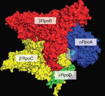 Η βακτηριακή RNA πολυμεράση Στους προκαρυωτικούς οργανισμούς, μια RNA πολυμεράση είναι υπεύθυνη για τη μεταγραφή όλων των γονιδίων.