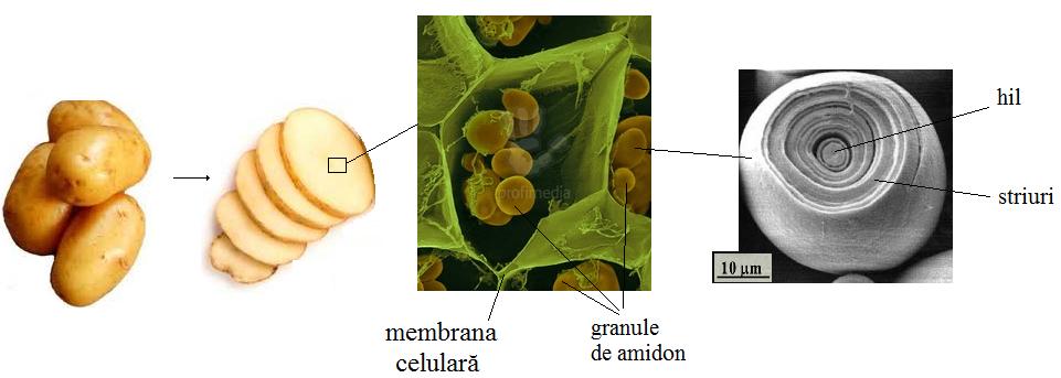 Structura amidonului este deosebită de cea al celulozei.